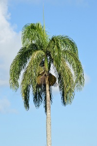 Cocotier republique dominicaine