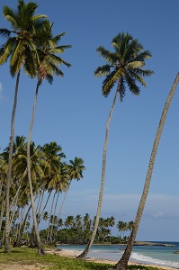 Cocotiers las terrenas 1