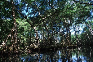 Decouverte de la mangrove rio san juan 1