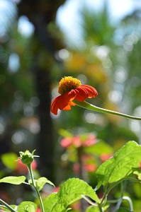 Fleur tropical