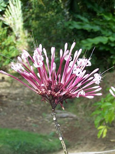 Fleurs exotiques