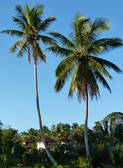 Jardin luxuriant