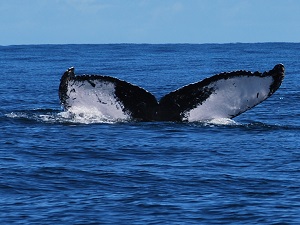 Les baleines de samana 1