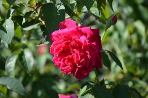 Rose caraibes