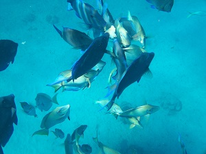 Scuba diving rio san juan