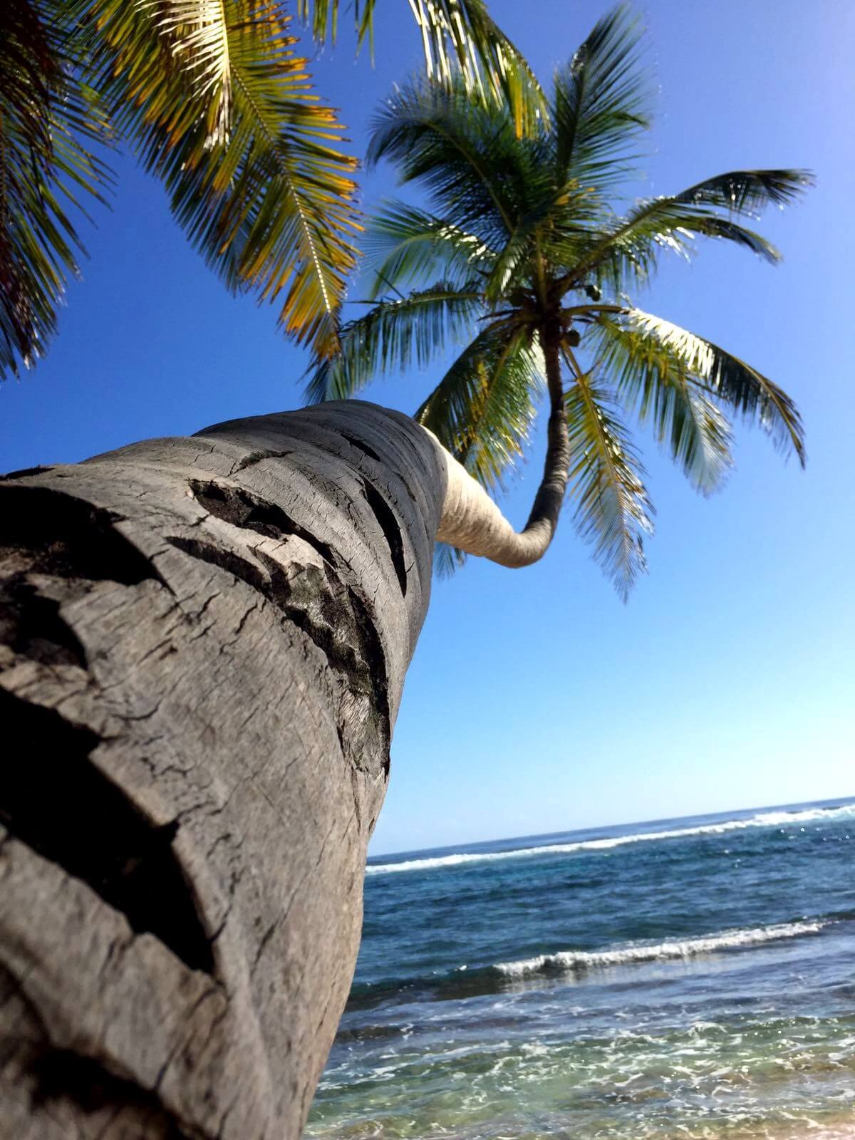 Vivre sous les cocotiers